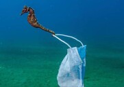 Υποψήφιος για βραβείο ο ιππόκαμπος της πανδημίας με τη μάσκα
