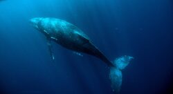 Απίστευτη εξέλιξη στην Αλάσκα: Ερευνητές κατάφεραν να μιλήσουν με φάλαινα στη γλώσσα της (video)