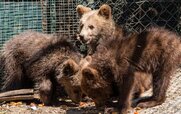 Φλώρινα: Άγνωστοι σκοτώνουν αρκούδες – Τρεις νεκρές μέσα σε ένα μήνα, η μία θήλαζε ακόμη