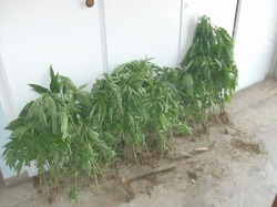 Συνελήφθη 50χρονος καλλιεργητής ναρκωτικών στην Αμαλιάδα Κατασχέθηκαν 149 δενδρύλλια κάνναβης