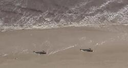 Νεκρές σε παραλίες του Σαν Φρανσίσκο γκρίζες φάλαινες