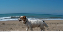 Σκύλοι στις παραλίες / Τι λέει η νομοθεσία – Πού και πώς επιτρέπονται