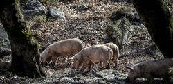 Θεσσαλονίκη / Κρούσμα αφρικανικής πανώλης των χοίρων