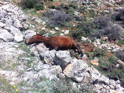 Σκότωσαν 26 ημιάγρια άλογα και πουλάρια στη Ζήρεια Κορινθίας