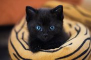 Ημέρα της Μαύρης Γάτας