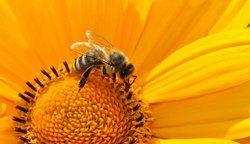Μια μέλισσα ίσως σταματήσει την παγκόσμια εξάρτηση από τα πλαστικά