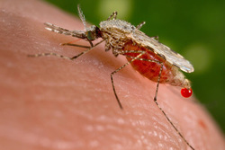 Συμπτώματα της λοίμωξης από ιό του Δυτικού Νείλου, που μεταδίδεται με τα κουνούπια
