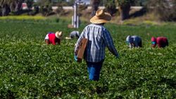 Χαλαρώνει τα κριτήρια πρόσληψης εργατών γης από τρίτες χώρες η Γαλλία