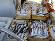 «Συσσωρευμένα προβλήματα της αλιείας στην περιοχή μας καλείται να επιλύσει η Νέα Κοινή Αλιευτική Πολιτική (Κ.Αλ.Π.)»