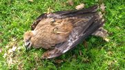 Ξαφνικός θάνατος για δεκάδες άγρια πουλιά γύρω από τον ΧΥΤΑ Αμαρίου