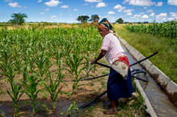 Μελετήσαμε την κτηνοτροφία σε τρεις αφρικανικές χώρες για 10 χρόνια: γιατί η κερδοφόρα άρδευση είναι το κλειδί