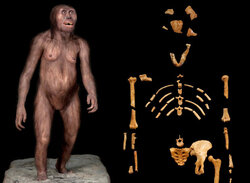 Αυστραλοπίθηκος Λούσι   (Australopithecus afarensis)