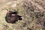 Κοζάνη: Νεκρή από σφαίρες κυνηγών αρκούδα