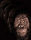 Australopithecus anamensis: Αυτός είναι ο πρόγονος του ανθρώπου