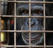 Διαμαρτυρία για τη θανάτωση φυλακισμένου άγριου ζώου