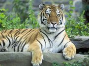 Παγκόσμια Ημέρα Τίγρης