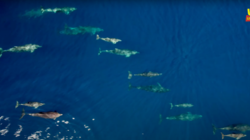 Υπερθέαμα: Το μεγαλύτερο κοπάδι δελφινιών που καταγράφηκε ποτέ στην Ελλάδα (Video)