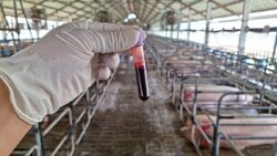 Βοσνία: Κατάσταση έκτακτης ανάγκης λόγω αφρικανικής πανώλης των χοίρων