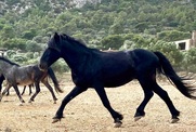 Το νομικό κενό μέσα στο οποίο «πέφτουν» τα αδέσποτα άλογα