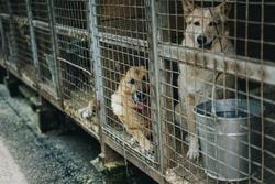 Κίνα: Απαγορεύτηκε η κατανάλωση σκύλων εξαιτίας του κοροναϊού