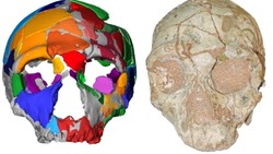 Ένα κρανίο 210.000 ετών από την Ελλάδα το αρχαιότερο δείγμα «έμφρονος ανθρώπου» (homo sapiens) στην Ευρασία