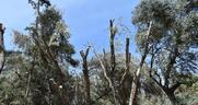 «Σφαγή» δέντρων στην Ακαδημία Πλάτωνος