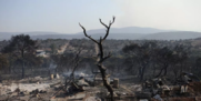 Λέκκας για φωτιές / «Φοβάμαι ότι το περιβαλλοντικό σύστημα της Αττικής θα καταρρεύσει»
