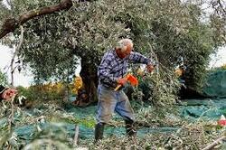 Συντάξεις Ασφαλισμένων με Αγροτικά Εισοδήματα