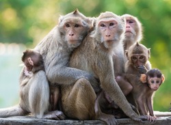 «Ημέρα της Μαϊμούς» («Monkey Day»)