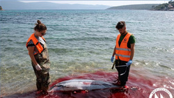 Συνεχίζονται οι δολοφονίες θαλάσσιων θηλαστικών στο Αιγαίο...