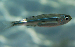 Ατυχές ιχθύδιον η Ελλάς!