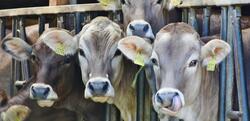 Νέα Ζηλανδία / Φόρος εντερικών αερίων για βοοειδή και αμνοερίφια