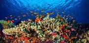 Ατμοσφαιρική ρύπανση / Εντοπίσηκαν ρύποι από την καύση ορυκτών καυσίμων σε κοράλλια