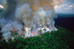 Παγκόσμιο σοκ: Τα δάση του Αμαζονίου στις φλόγες