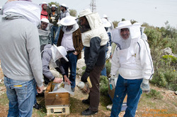 Ταχύρυθμη εκπαίδευση μελισσοκομίας στο Βέλο Κορινθίας