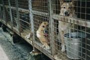 Κίνα: Απαγορεύτηκε η κατανάλωση σκύλων εξαιτίας του κοροναϊού