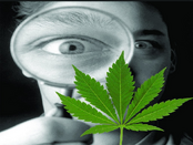 Το «αθώο» χόρτο, οι εξαρτήσεις και τα ψυχωσικά επεισόδια