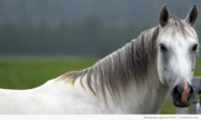 Ένα άλογο, ένα άλογο. Το βασίλειό μου για ένα άλογο (Γουίλιαμ Σαίξπηρ,«Ριχάρδος Γ`»)