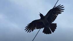 Καρδίτσα: Τα κοράκια κινητοποίησαν επιστήμονες και αρχές