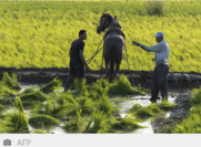 Αίγυπτος: «Έξυπνες καλλιέργειες» για τον μετριασμό των επιπτώσεων της κλιματικής αλλαγής