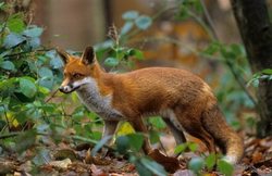 Ξεκινά ο εναέριος δολωματικός εμβολιασμός των κόκκινων αλεπούδων κατά της λύσσας