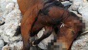 Φρίκη στην Πάρνηθα με νεκρά άλογα σε χωματερή – Τα πετάνε ζωντανά στον γκρεμό;