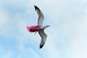 Θλιβερή εικόνα: Γλάρος πετάει στον ουρανό της Αττικής μπλεγμένος σε πλαστική σακούλα (Photos)