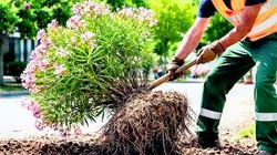 Στης πικροδάφνης τον ανθό, ο ΕΟΔΥ βρήκε εχθρό…