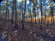 WWF Ελλάς: Μια ολοκληρωμένη μελέτη αποκατάστασης για ένα ζωντανό δάσος στον Έβρο