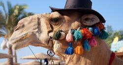 Καμήλες και κώδικες