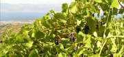 Greek Raisins -  Κορινθιακή Σταφίδα Ελληνική & Πολύτιμη