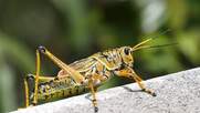 ΕΕ: Αντιδράσεις για την απόφαση της Κομισιόν να εγκρίνει έντομα ως «νέα τρόφιμα»