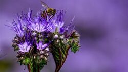 Απαγόρευση τοξικών φυτοφαρμάκων για τις μέλισσες από το Ανώτατο Δικαστήριο της ΕΕ