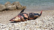 Νεκρό δελφίνι εντοπίστηκε στην Πάτρα - Προκαλεί ΣΟΚ η εικόνα του...